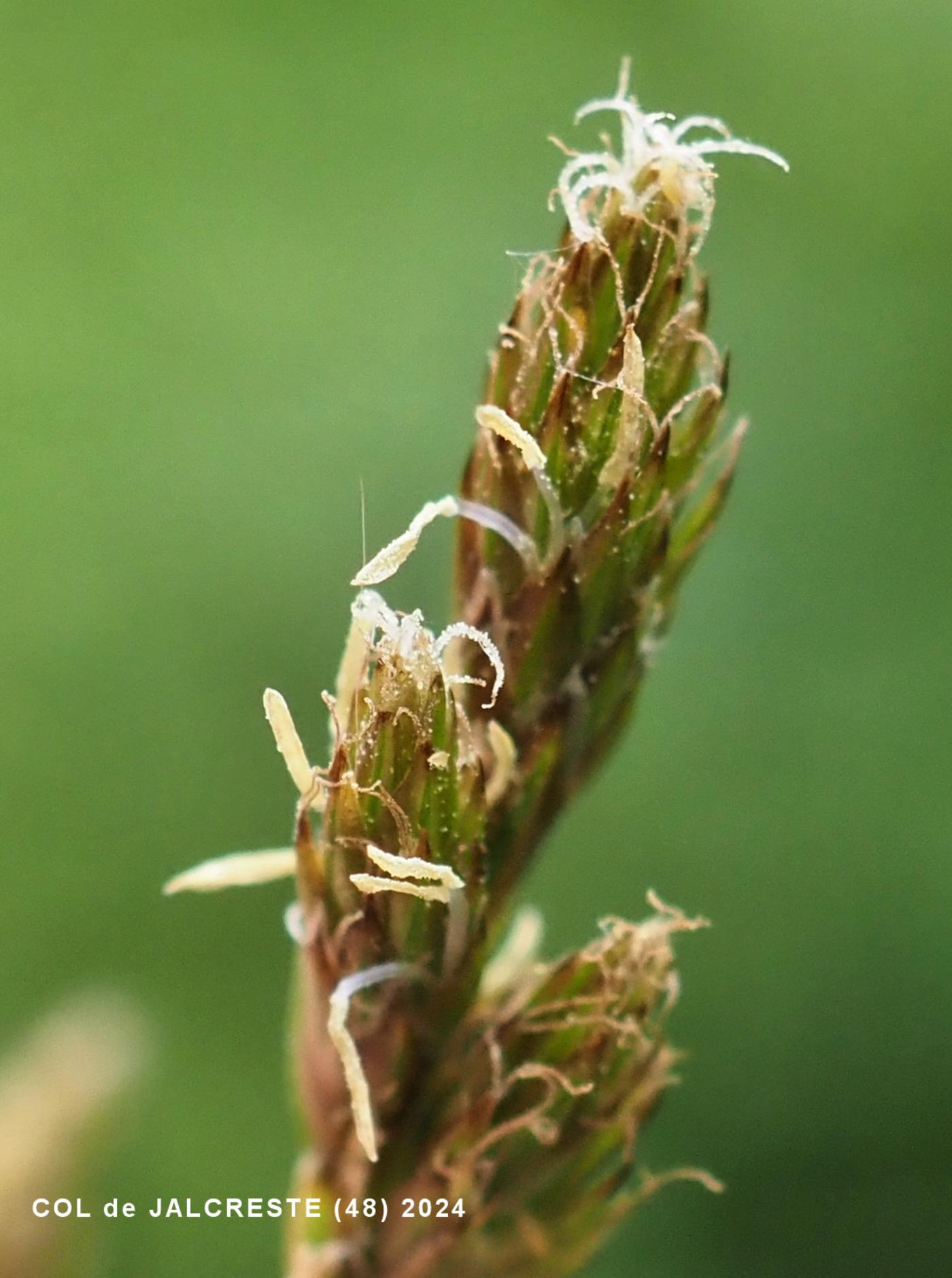 Sedge, Common Hare flower